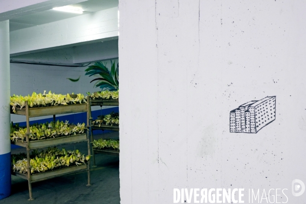 La Caverne, la premiere ferme urbaine dans un parking souterrain