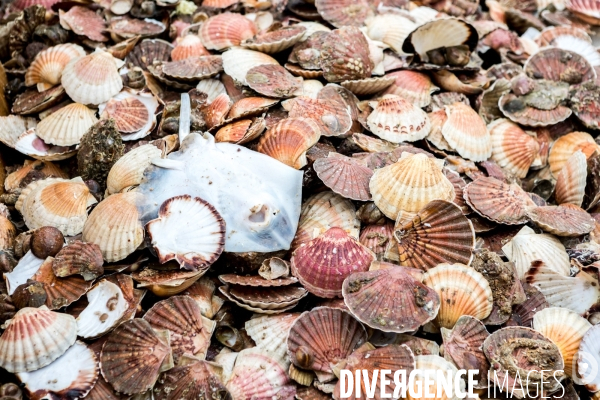 Pêche à la coquille St Jacques