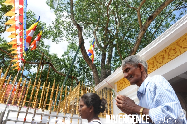 SRI LANKA Sri Maha Bodhi, l arbre Bo sacré du temple du Grand Eveil