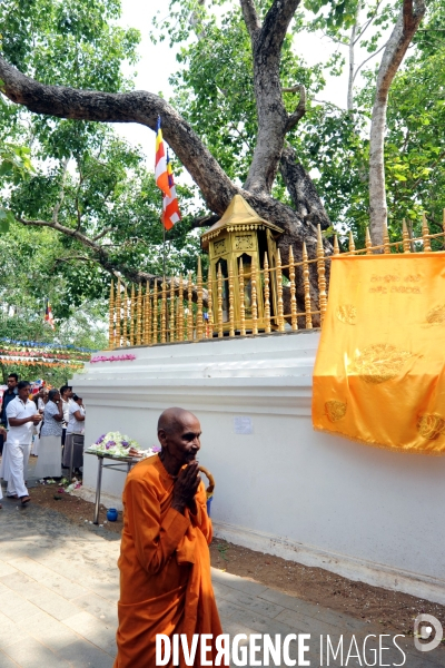 SRI LANKA Sri Maha Bodhi, l arbre Bo sacré du temple du Grand Eveil