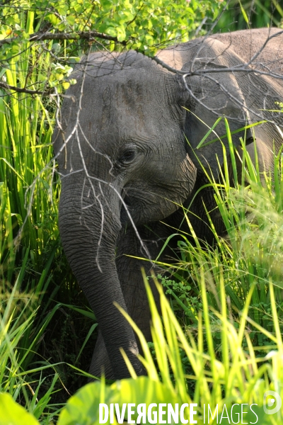 SRI LANKA- Eléphants