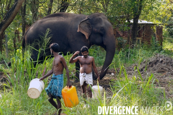 SRI LANKA- Eléphants