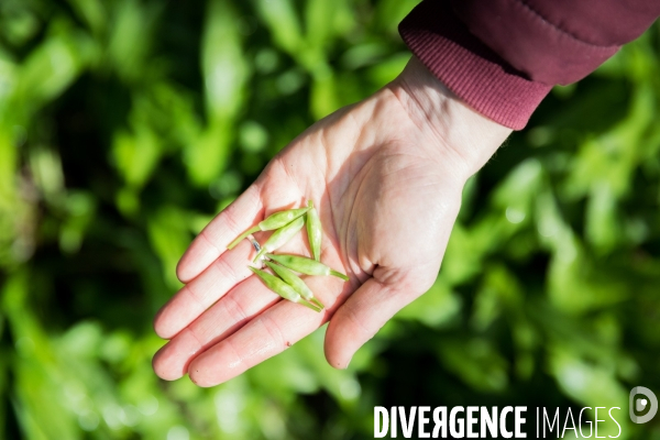 La cabane à plantes de Juliette