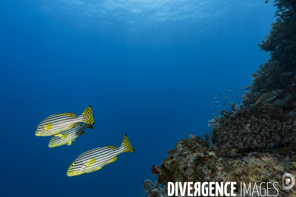 Banc de gaterins rayés Plectorhinchus vittatus à Mayotte