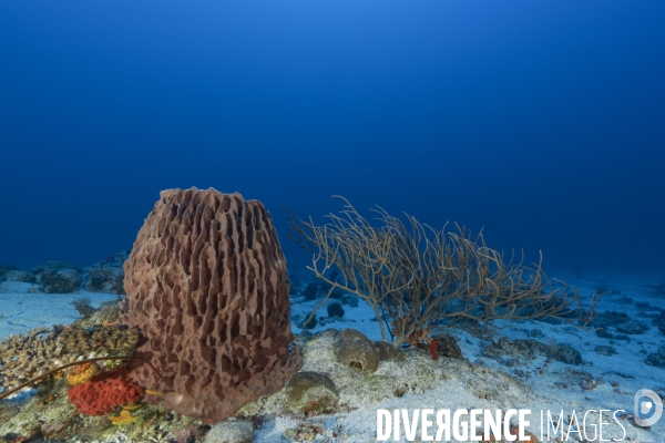 Biodiversité des récifs mahorais