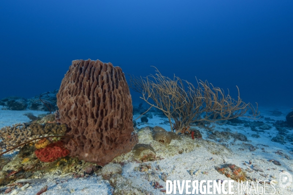 Biodiversité des récifs mahorais