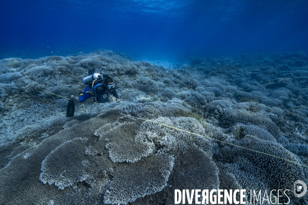 Un plongeur biologiste observe les coraux de Tubbataha
