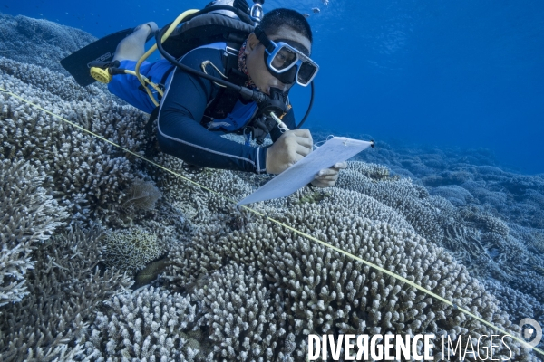 Un plongeur biologiste observe les coraux de Tubbataha