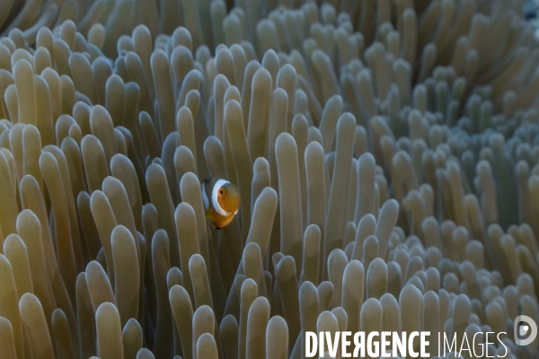 Poisson clown à trois bandes Amphiprion ocellaris