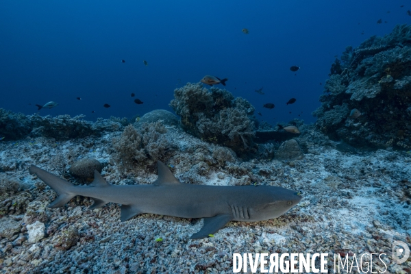 Requin corail Triaenodon obesus