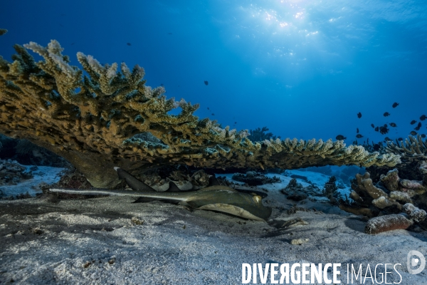 Raie et requin sous une table d acropore