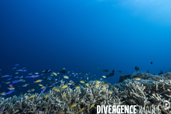 Multiples espèces de poissons au dessus du récif