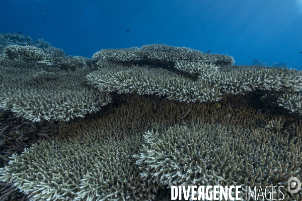 Coraux Acropora sp. à Tubbataha