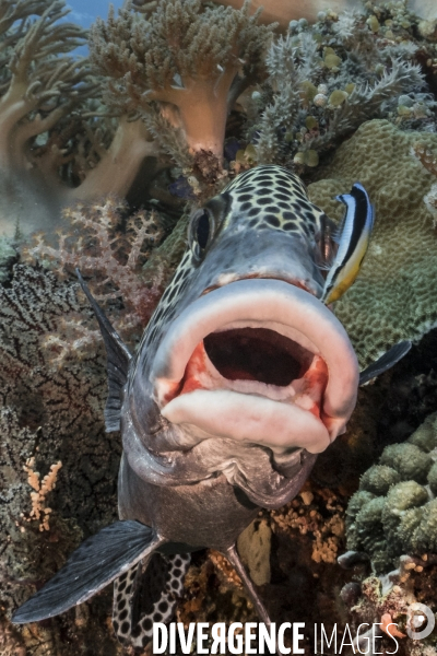 Gaterin arlequin  Plectorhinchus chaetodonoides