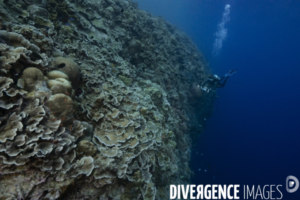 Impressionnant tombant à Tubbataha