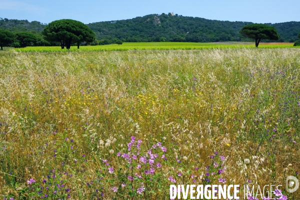 Sur l  île de Porquerolles