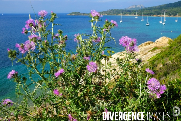 Sur l  île de Porquerolles