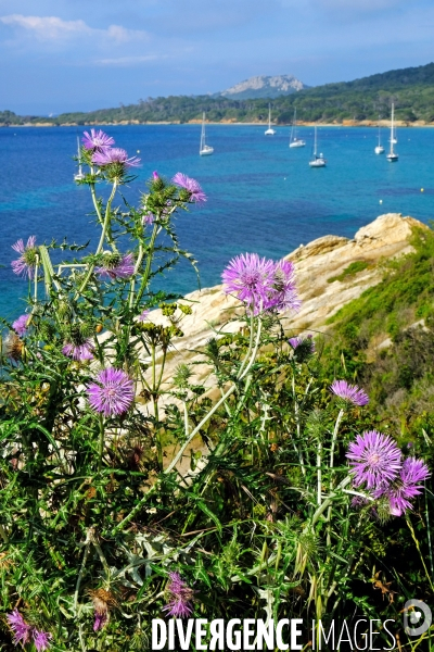 Sur l  île de Porquerolles