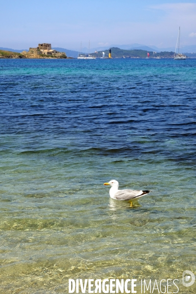 Sur l  île de Porquerolles