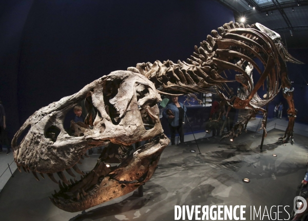 Un squelette de t.rex expose a paris