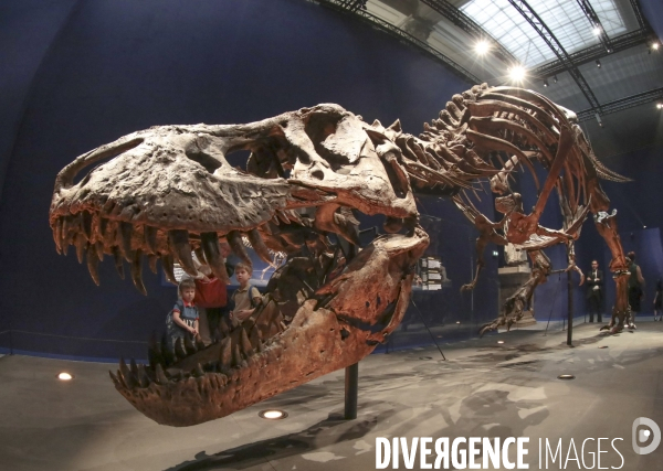 Un squelette de t.rex expose a paris