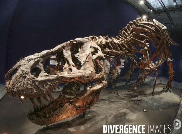 Un squelette de t.rex expose a paris