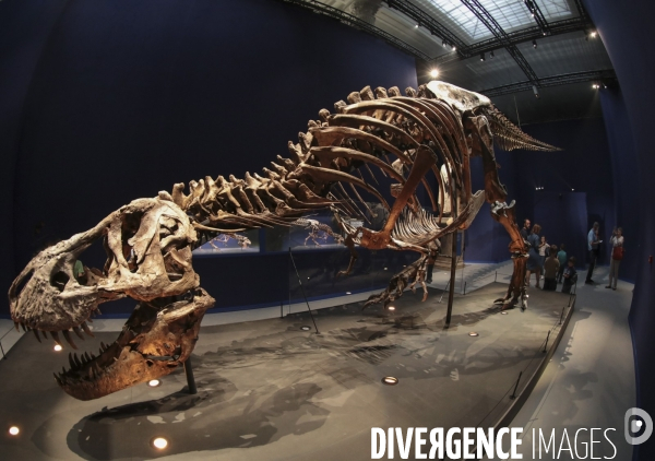 Un squelette de t.rex expose a paris