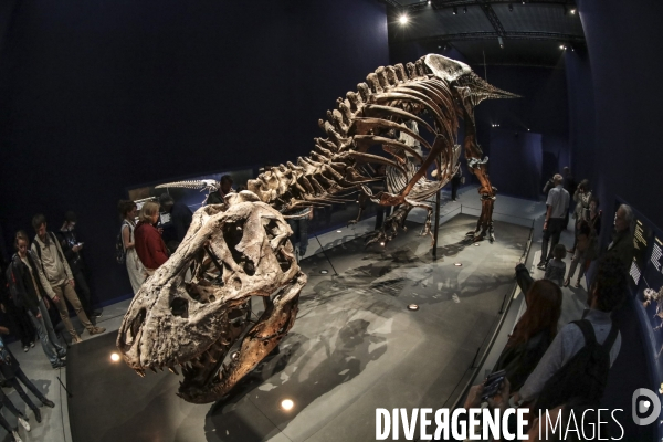 Un squelette de t.rex expose a paris