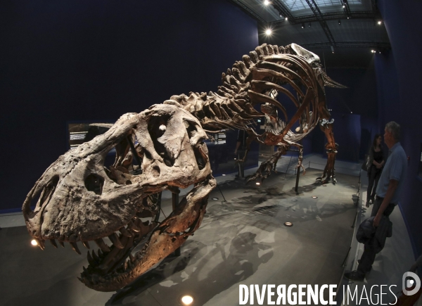 Un squelette de t.rex expose a paris