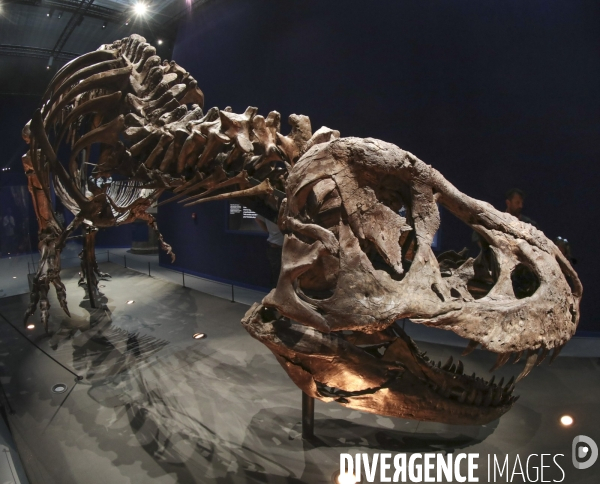 Un squelette de t.rex expose a paris