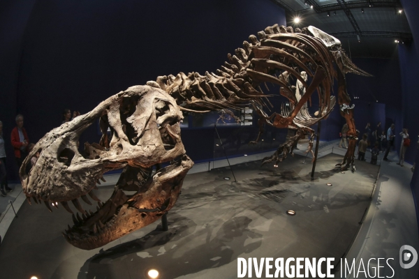 Un squelette de t.rex expose a paris