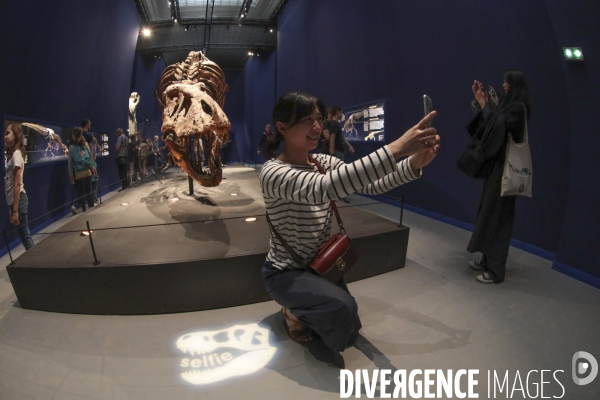 Un squelette de t.rex expose a paris