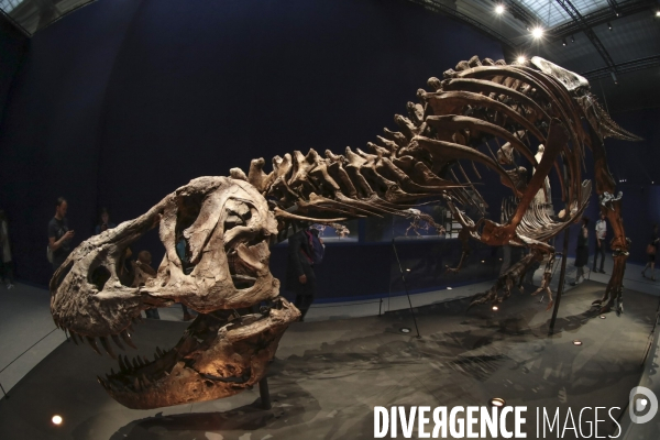 Un squelette de t.rex expose a paris