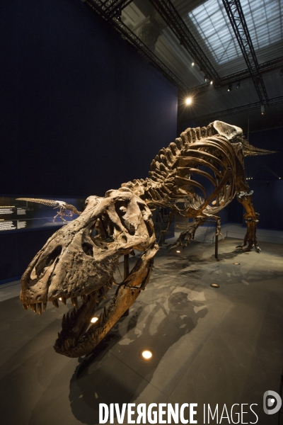 Un squelette de t.rex expose a paris