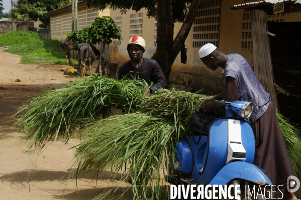 RAMADAN au TOGO : Fête de l  Aïd el-Fitr à SOKODE