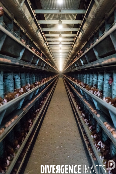 Elevage de poules pondeuses