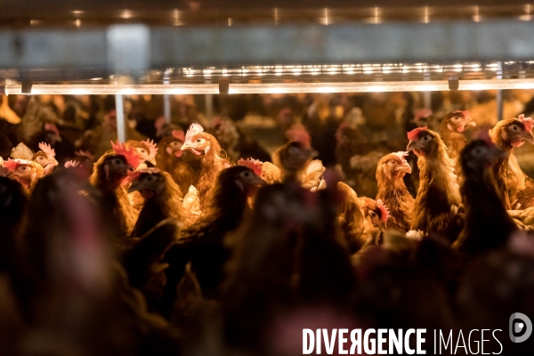 Elevage de poules pondeuses