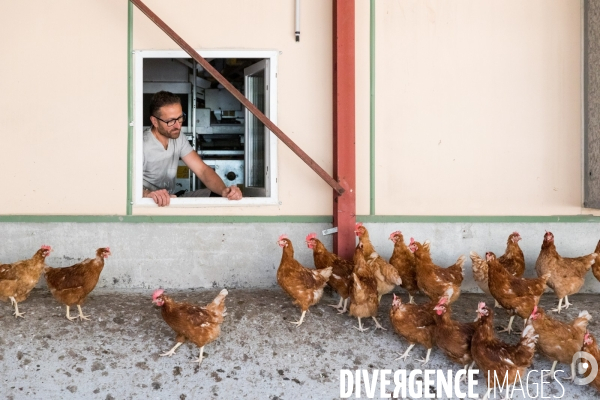 Elevage de poules pondeuses