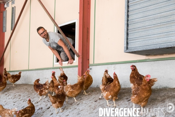 Elevage de poules pondeuses