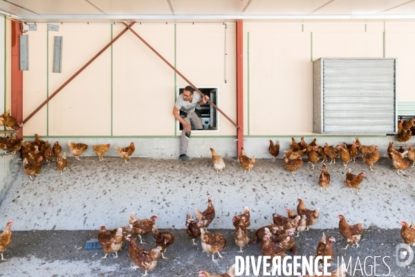 Elevage de poules pondeuses