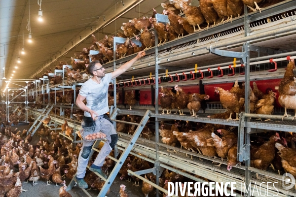 Elevage de poules pondeuses