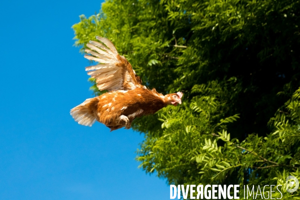 Elevage de poules pondeuses