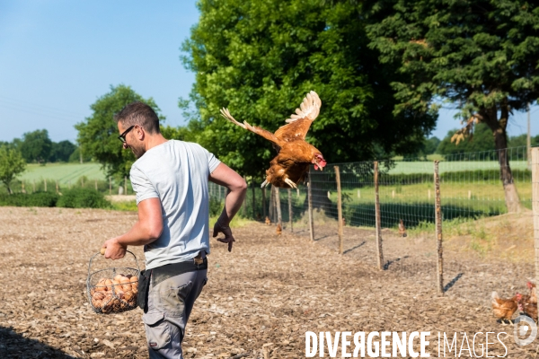 Elevage de poules pondeuses