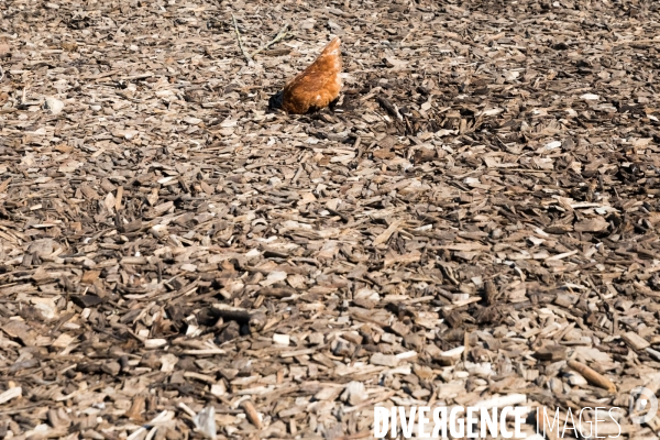 Elevage de poules pondeuses