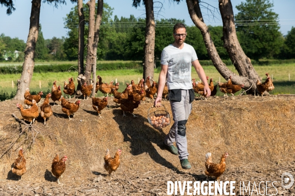 Elevage de poules pondeuses