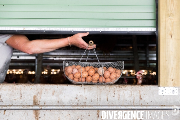 Elevage de poules pondeuses