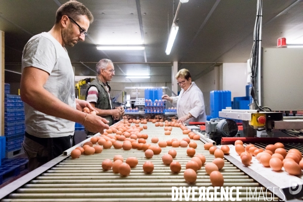 Elevage de poules pondeuses