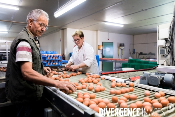 Elevage de poules pondeuses