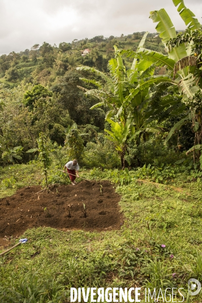 Adaptation de la Martinique à la Chlordecone.