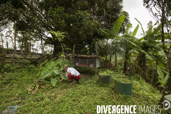 Adaptation de la Martinique à la Chlordecone.